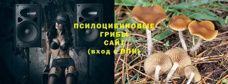 Галлюциногенные грибы Psilocybine cubensis  Баксан 